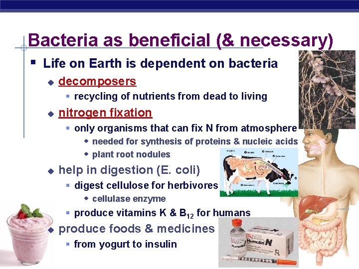 Bacteria as beneficial (& necessary) § Life on Earth is dependent on bacteria u