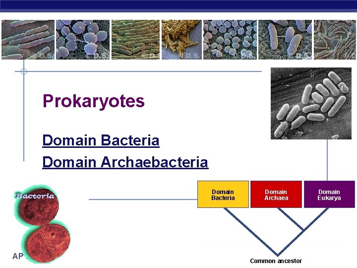 Prokaryotes Domain Bacteria Domain Archaebacteria Domain Bacteria AP Biology Domain Archaea Common ancestor Domain