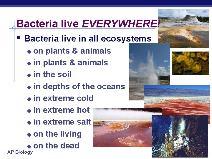 Bacteria live EVERYWHERE! § Bacteria live in all ecosystems on plants & animals u