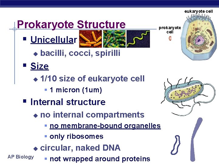 eukaryote cell Prokaryote Structure § Unicellular u prokaryote cell bacilli, cocci, spirilli § Size