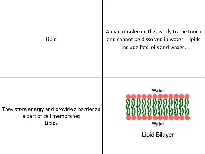 Lipid They store energy and provide a barrier as a part of cell membranes