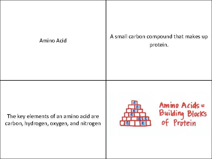 Amino Acid The key elements of an amino acid are carbon, hydrogen, oxygen, and