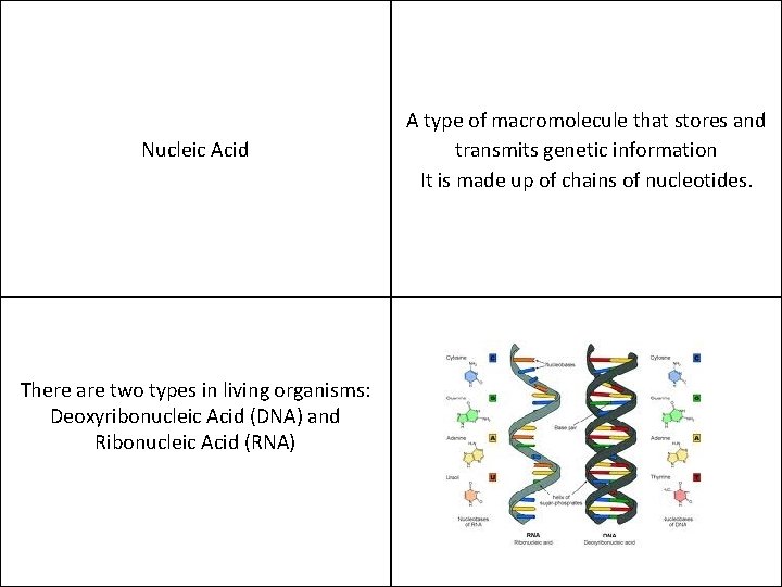 Nucleic Acid There are two types in living organisms: Deoxyribonucleic Acid (DNA) and Ribonucleic