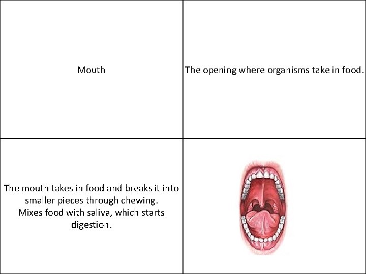 Mouth The mouth takes in food and breaks it into smaller pieces through chewing.