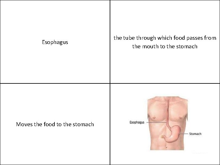 Esophagus Moves the food to the stomach the tube through which food passes from