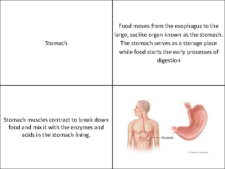 Stomach muscles contract to break down food and mix it with the enzymes and