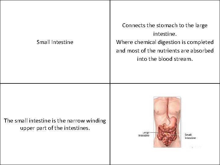 Small Intestine The small intestine is the narrow winding upper part of the intestines.