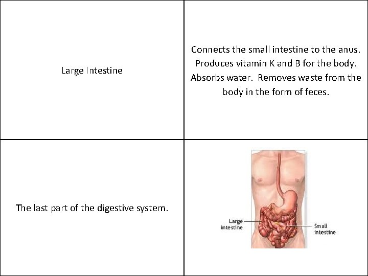 Large Intestine The last part of the digestive system. Connects the small intestine to