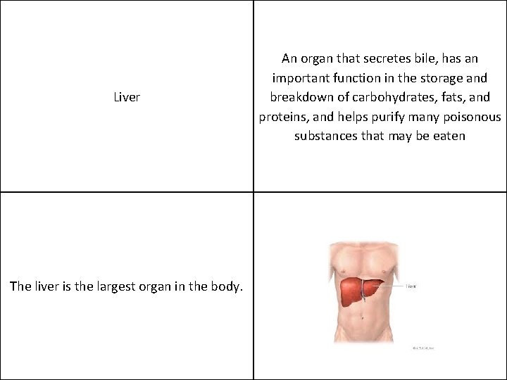 Liver The liver is the largest organ in the body. An organ that secretes