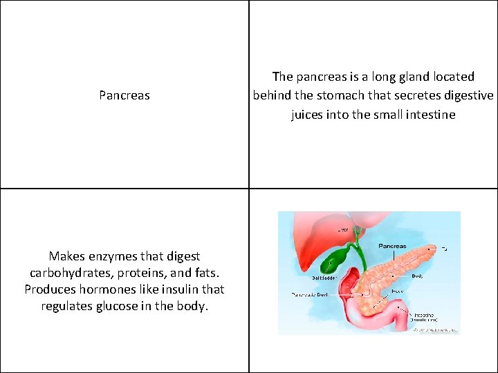 Pancreas Makes enzymes that digest carbohydrates, proteins, and fats. Produces hormones like insulin that