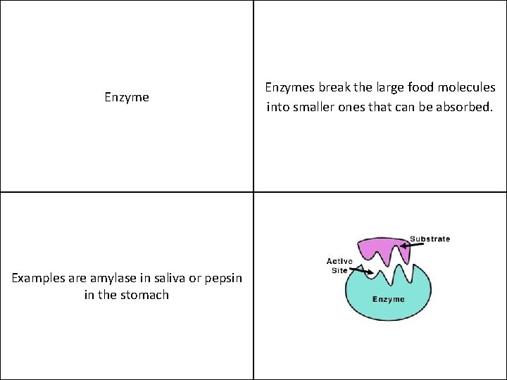 Enzyme Examples are amylase in saliva or pepsin in the stomach Enzymes break the