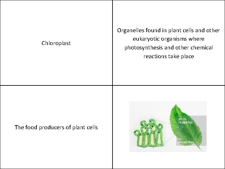 Chloroplast The food producers of plant cells Organelles found in plant cells and other