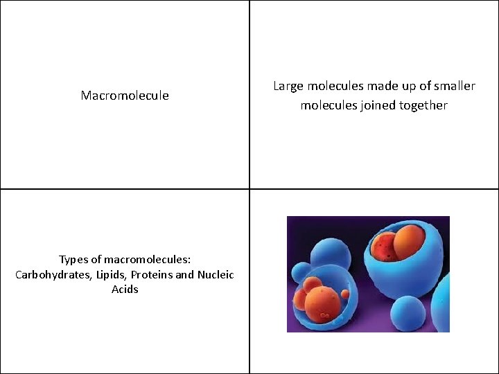 Macromolecule Types of macromolecules: Carbohydrates, Lipids, Proteins and Nucleic Acids Large molecules made up