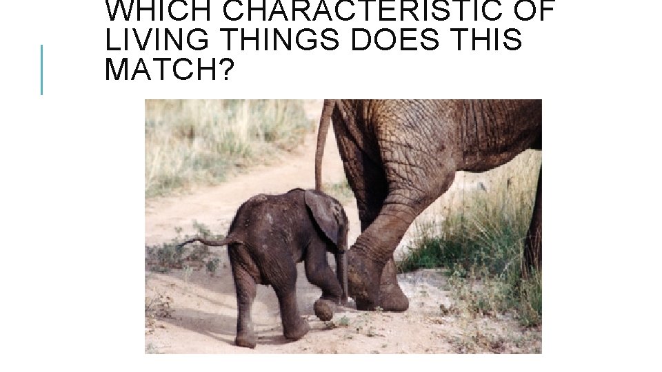 WHICH CHARACTERISTIC OF LIVING THINGS DOES THIS MATCH? 