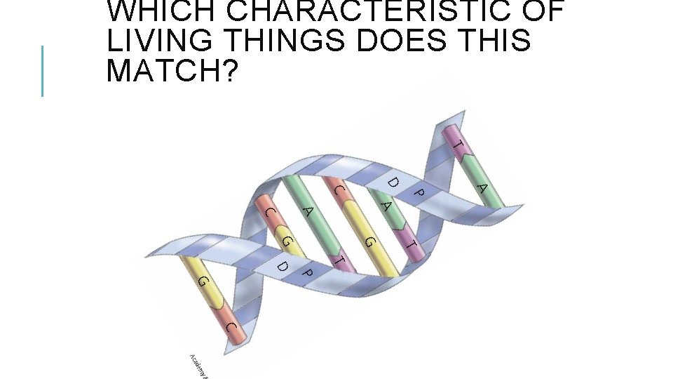 WHICH CHARACTERISTIC OF LIVING THINGS DOES THIS MATCH? 