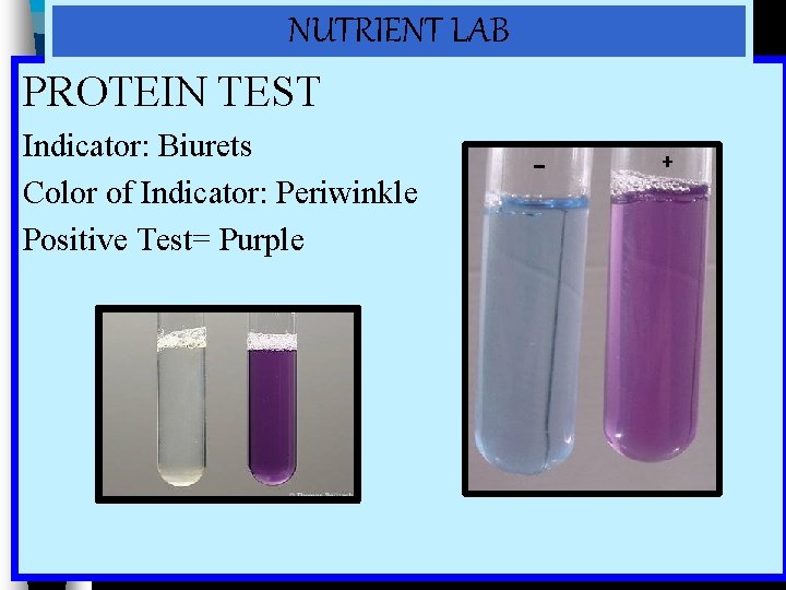 NUTRIENT LAB PROTEIN TEST Indicator: Biurets Color of Indicator: Periwinkle Positive Test= Purple 