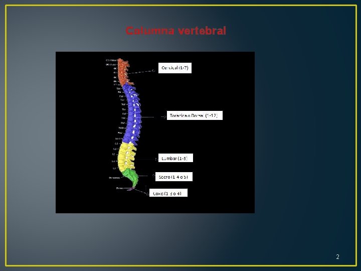 Columna vertebral 2 