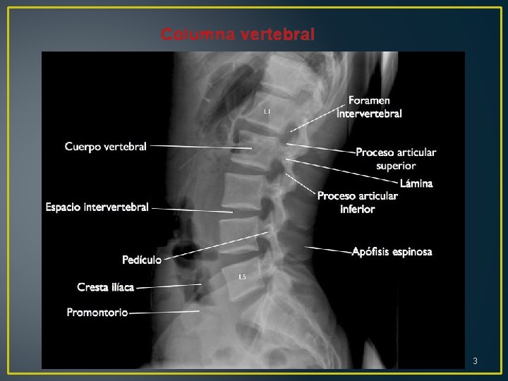 Columna vertebral 3 