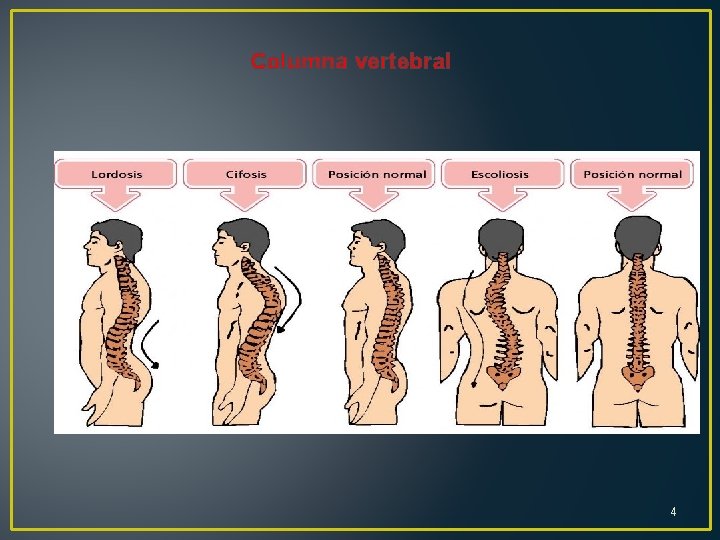 Columna vertebral 4 