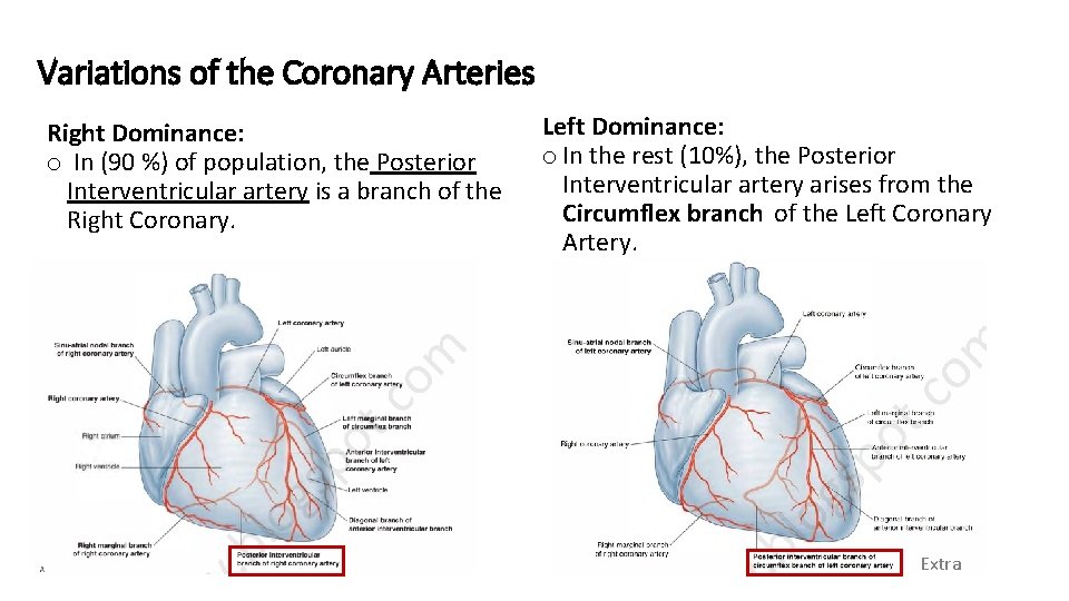 Variations of the Coronary Arteries Right Dominance: o In (90 %) of population, the