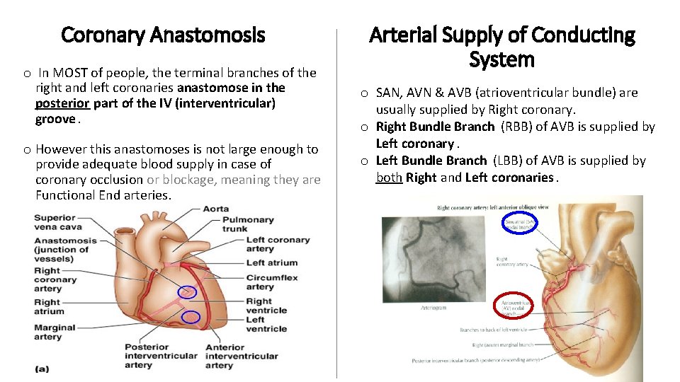 Coronary Anastomosis o In MOST of people, the terminal branches of the right and