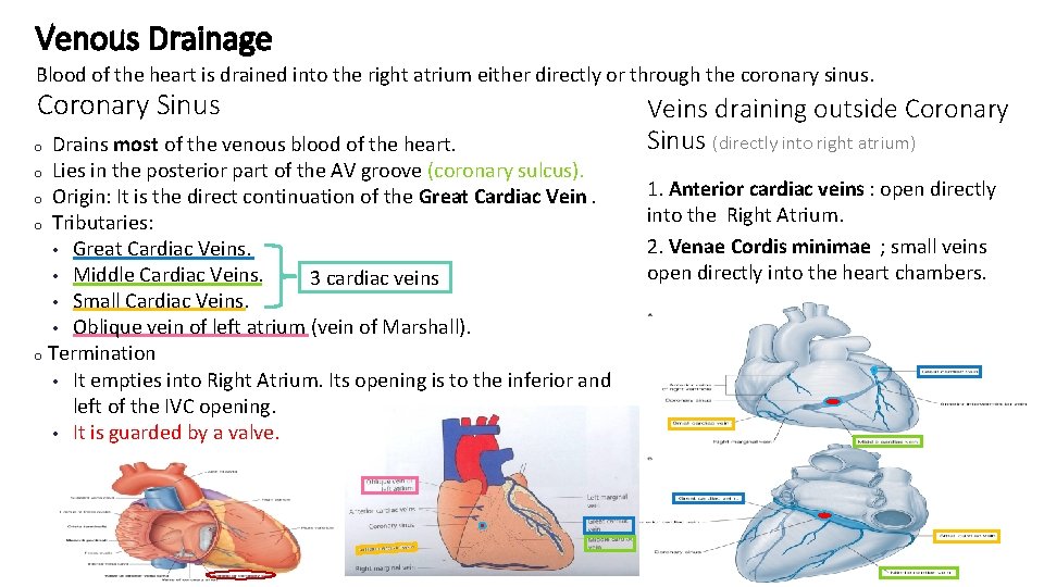 Venous Drainage Blood of the heart is drained into the right atrium either directly