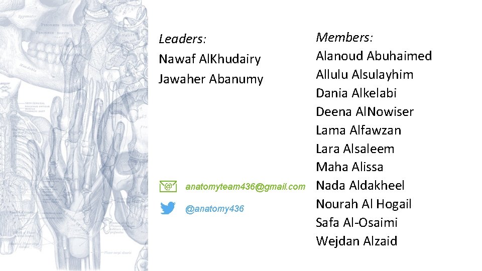 Leaders: Nawaf Al. Khudairy Jawaher Abanumy anatomyteam 436@gmail. com @anatomy 436 Members: Alanoud Abuhaimed