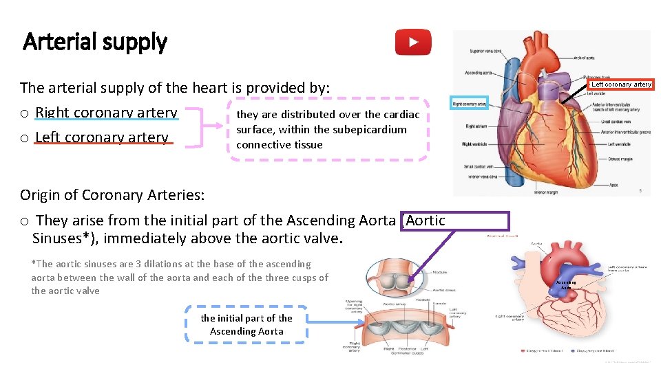 Arterial supply The arterial supply of the heart is provided by: o Right coronary