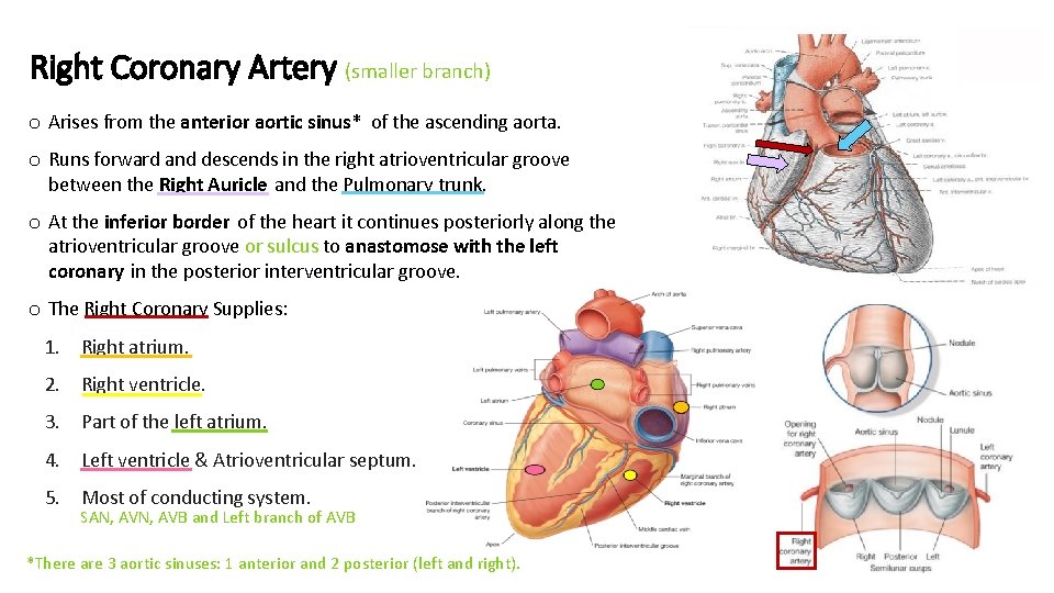 Right Coronary Artery (smaller branch) o Arises from the anterior aortic sinus* of the