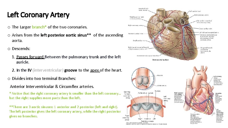 Left Coronary Artery o The Larger branch* of the two coronaries. o Arises from