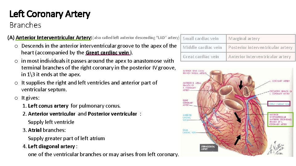 Left Coronary Artery Branches (A) Anterior Interventricular Artery: (also called left anterior descending “LAD”