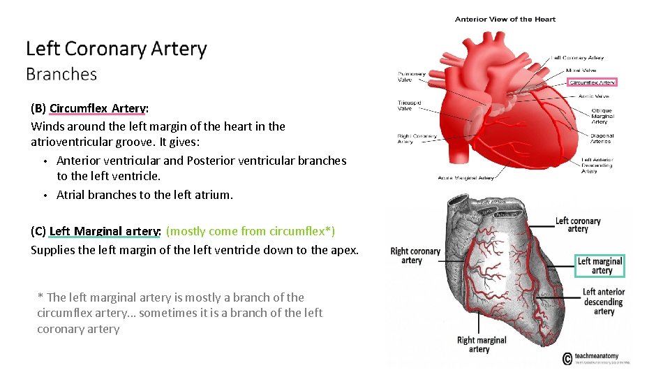 (B) Circumflex Artery: Winds around the left margin of the heart in the atrioventricular