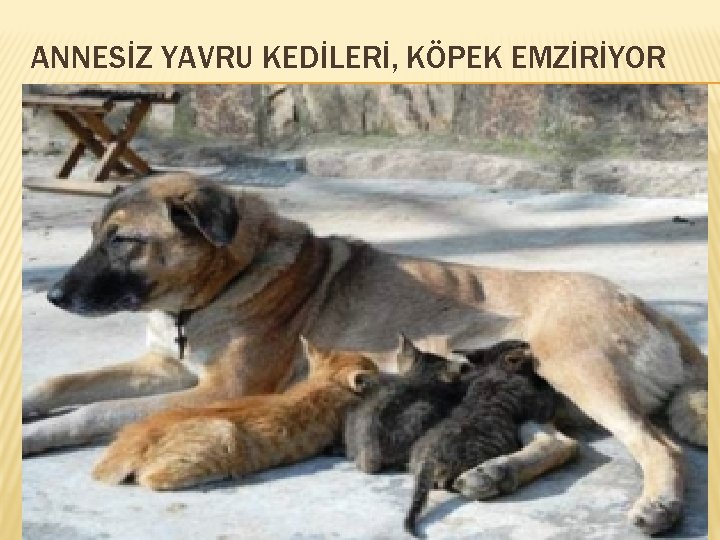 ANNESİZ YAVRU KEDİLERİ, KÖPEK EMZİRİYOR 