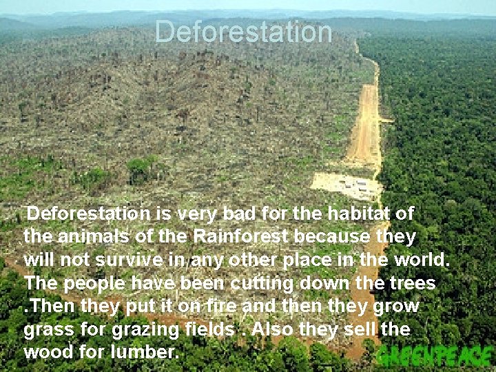 Deforestation is very bad for the habitat of the animals of the Rainforest because