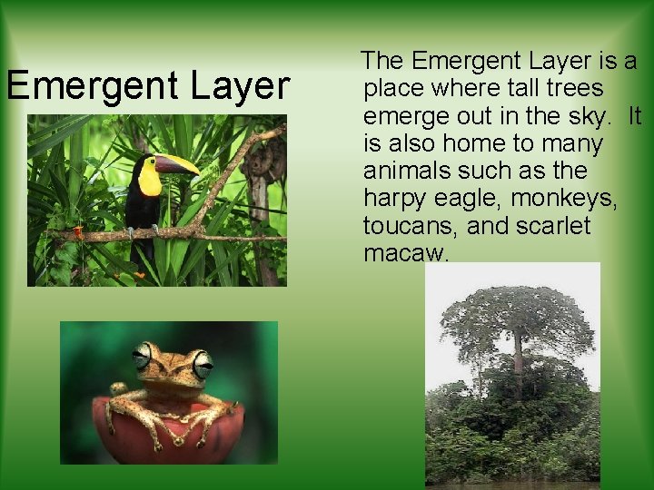 Emergent Layer The Emergent Layer is a place where tall trees emerge out in