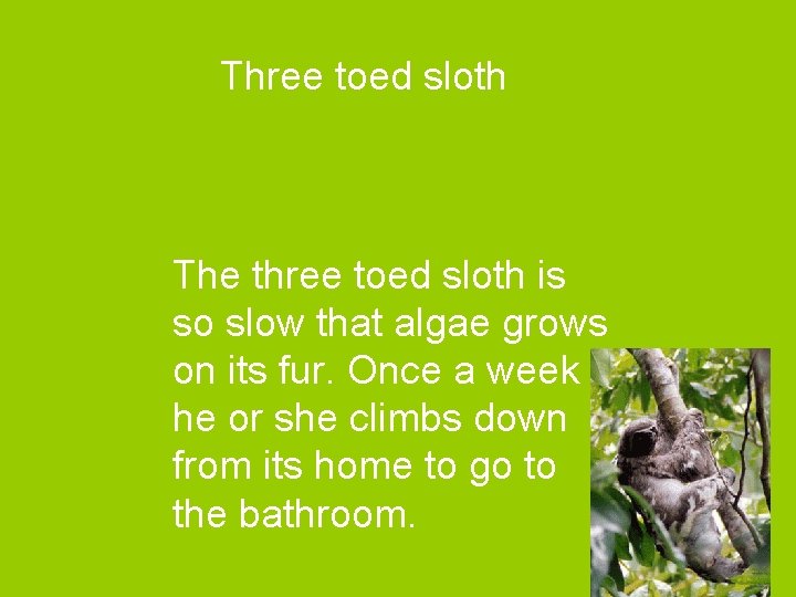 Three toed sloth The three toed sloth is so slow that algae grows on