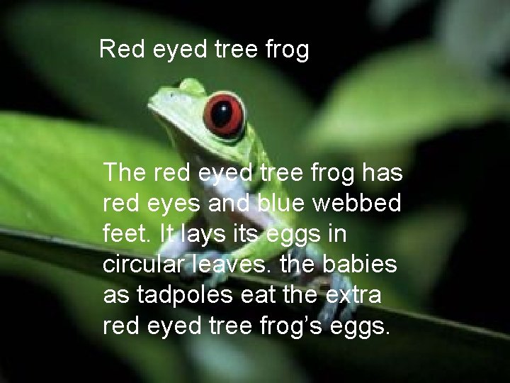 Red eyed tree frog The red eyed tree frog has red eyes and blue