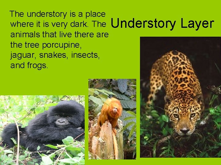 The understory is a place where it is very dark. The Understory animals that