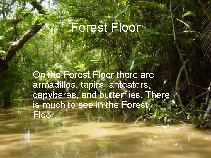 Forest Floor On the Forest Floor there armadillos, tapirs, anteaters, capybaras, and butterflies. There