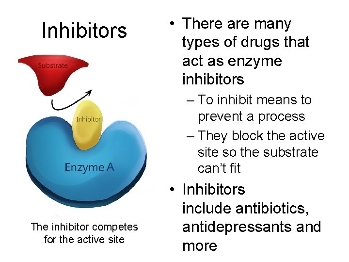 Inhibitors • There are many types of drugs that act as enzyme inhibitors –