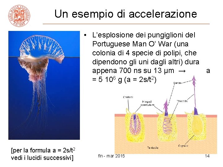 Un esempio di accelerazione • L’esplosione dei pungiglioni del Portuguese Man O’ War (una