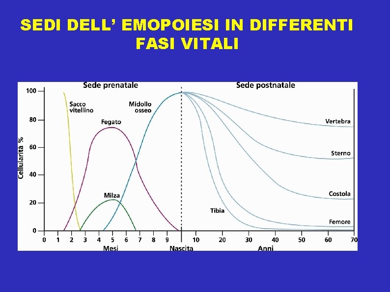 SEDI DELL’ EMOPOIESI IN DIFFERENTI FASI VITALI 