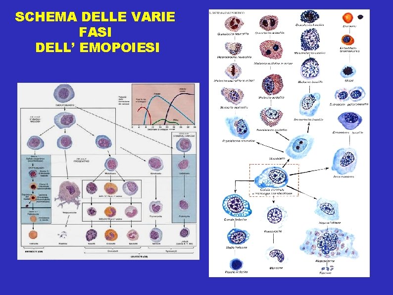 SCHEMA DELLE VARIE FASI DELL’ EMOPOIESI 