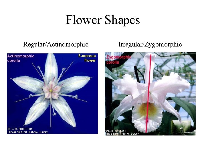 Flower Shapes Regular/Actinomorphic Irregular/Zygomorphic 