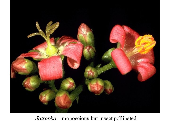 Jatropha – monoecious but insect pollinated 