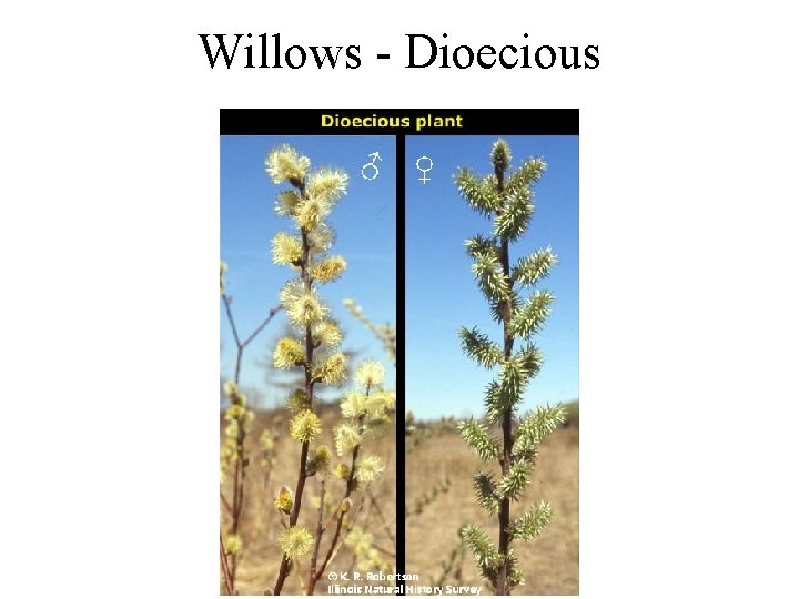 Willows - Dioecious 