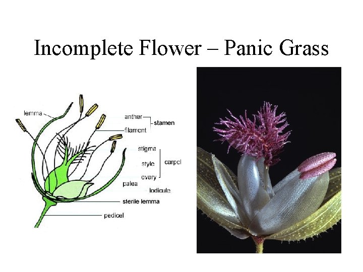 Incomplete Flower – Panic Grass 