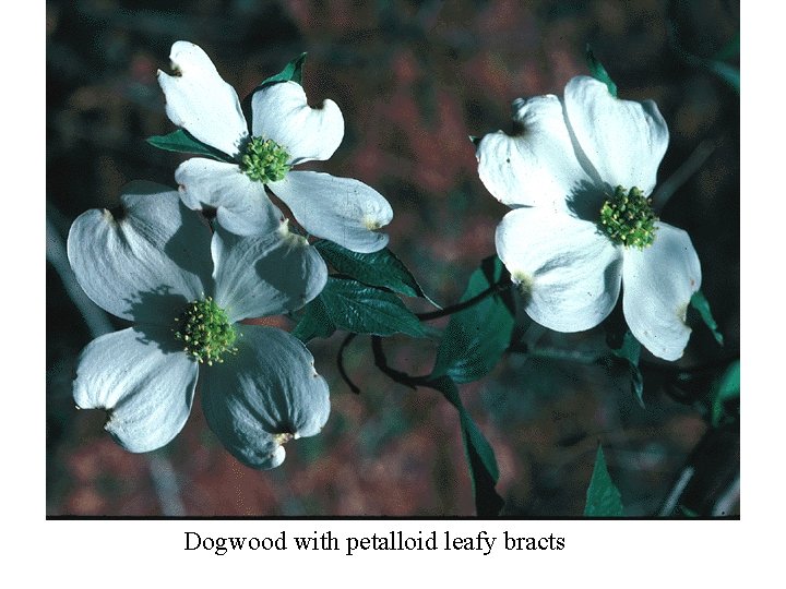 Dogwood with petalloid leafy bracts 