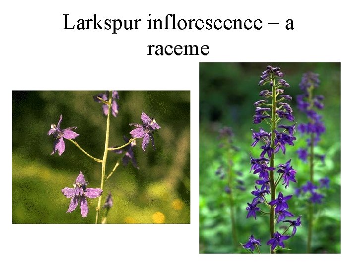 Larkspur inflorescence – a raceme 