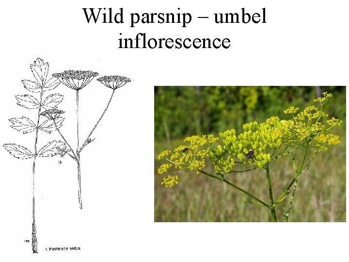 Wild parsnip – umbel inflorescence 